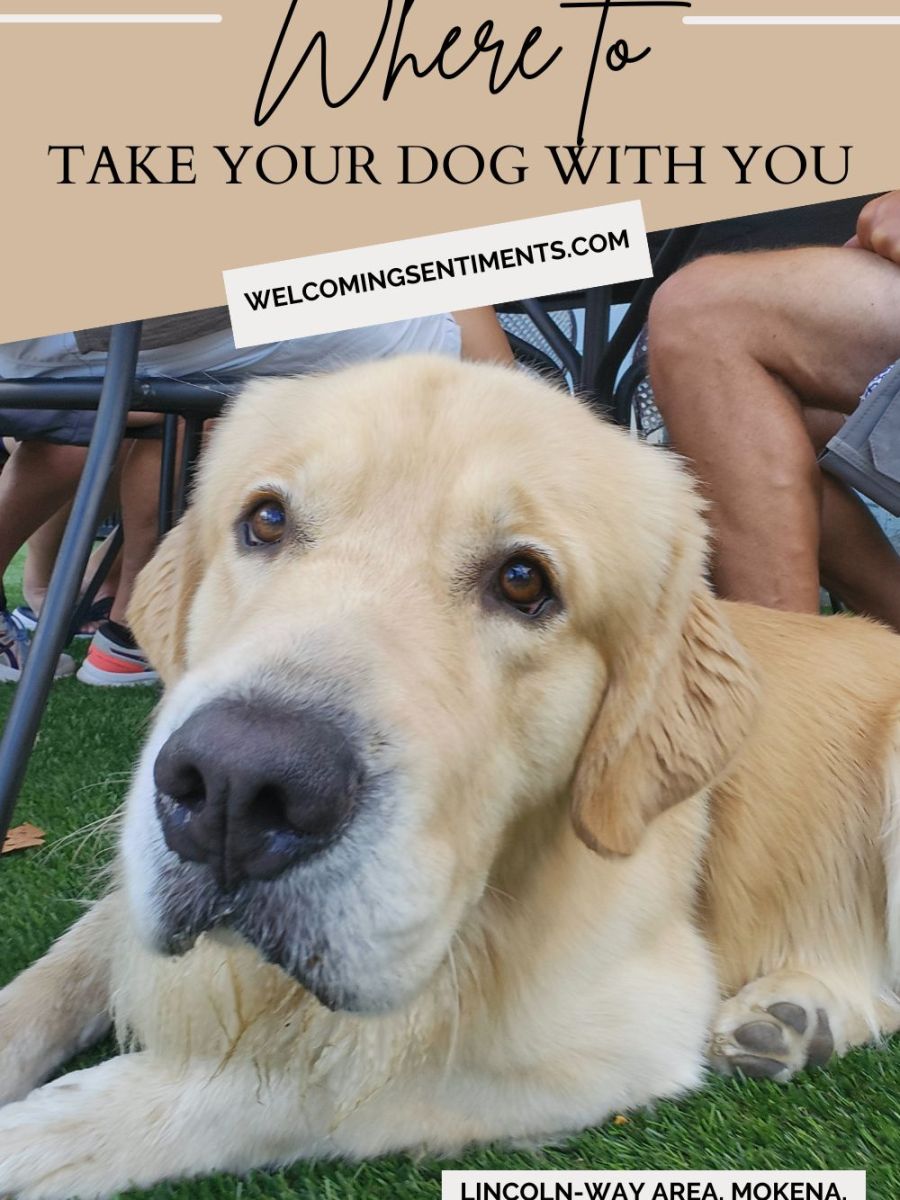 The Ultimate Local Guide to Dog-Friendly Shops, Restaurants &&nbsp;Patios