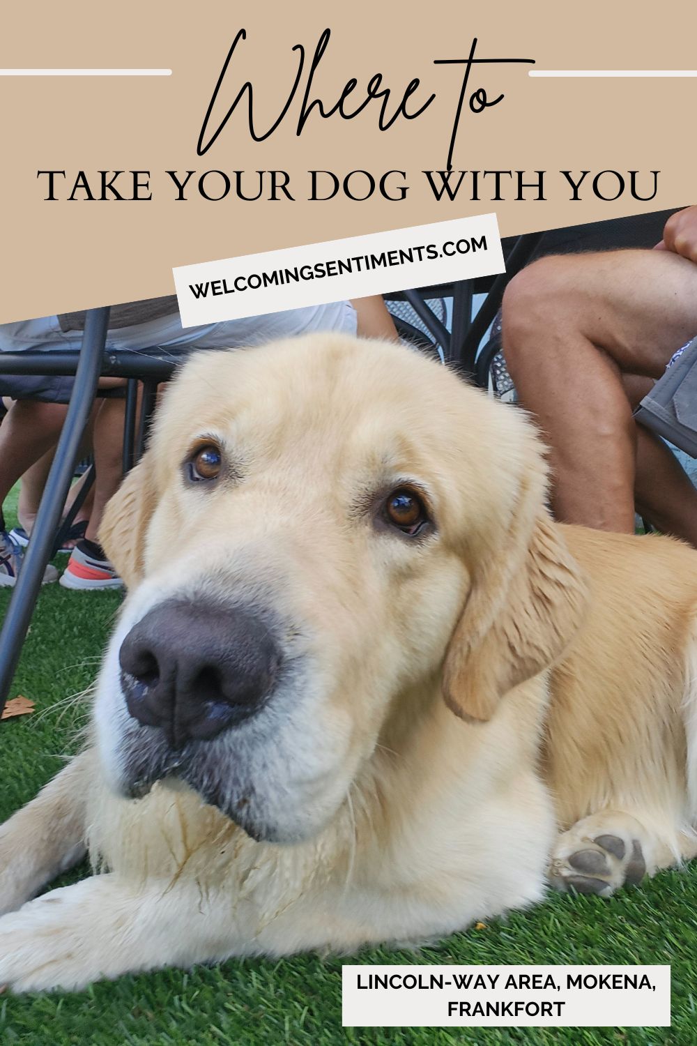 The Ultimate Local Guide to Dog-Friendly Shops, Restaurants &&nbsp;Patios