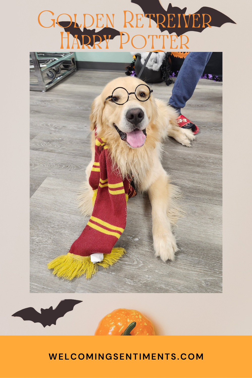 Diy Harry Potter Dog Birthday Party