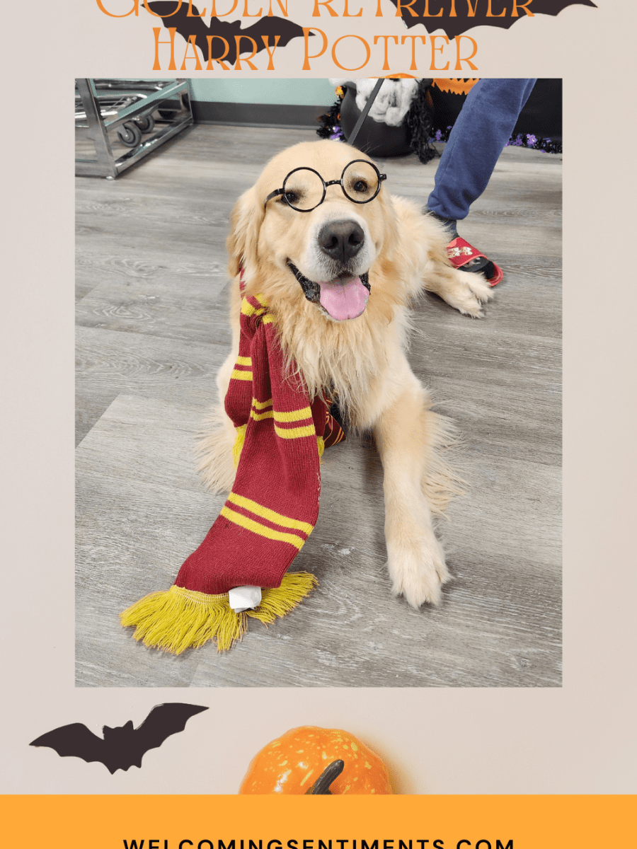 DIY Harry Potter Dog&nbsp;Costume